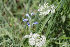Brimeura amethystina
