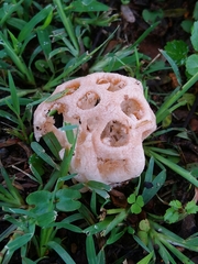 Clathrus transvaalensis