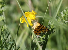 Pseudopanthera macularia