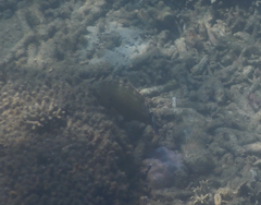 Cheilinus chlorourus