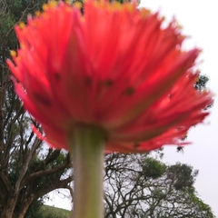 Haemanthus sanguineus