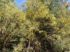 Genista aetnensis