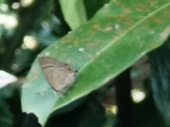 Deudorix epijarbas