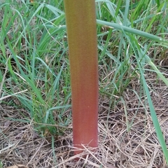 Haemanthus sanguineus