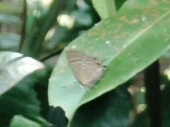 Deudorix epijarbas