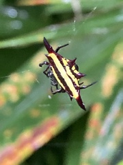 Gasteracantha fornicata