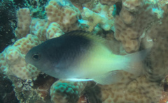 Chrysiptera rollandi