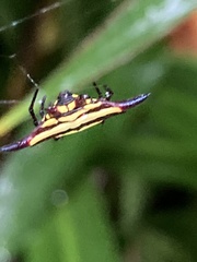 Gasteracantha fornicata