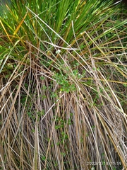 Gonocarpus aggregatus