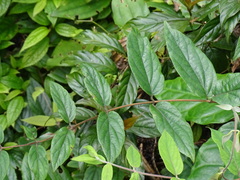 Lonicera hypoglauca