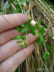Gonocarpus aggregatus