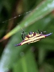 Gasteracantha fornicata