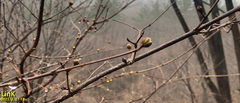 Cornus officinalis
