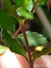 Gonocarpus aggregatus