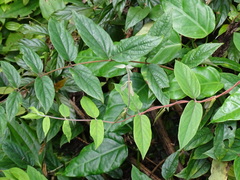 Lonicera hypoglauca