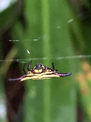 Gasteracantha fornicata