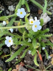 Plagiobothrys collinus