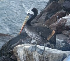 Pelecanus thagus