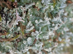 Cladonia polydactyla