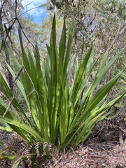 Doryanthes excelsa
