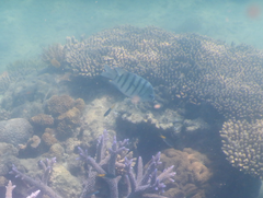 Abudefduf bengalensis
