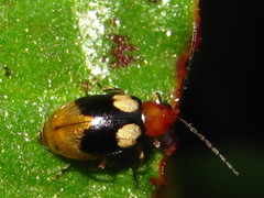 Monolepta quadriguttata
