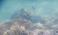 Abudefduf bengalensis