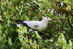Ducula bicolor
