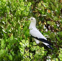 Ducula bicolor