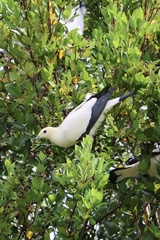 Ducula bicolor