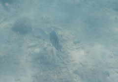 Abudefduf bengalensis