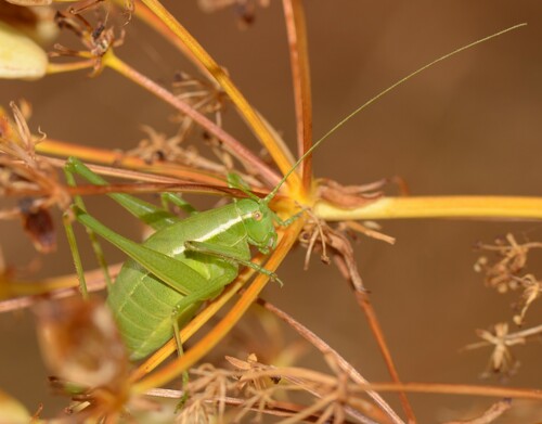 Poecilimon superbus
