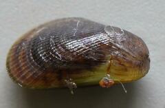 Brachidontes variabilis