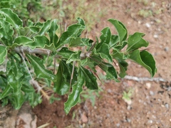 Pachypodium saundersii