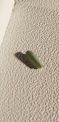 Gyponana