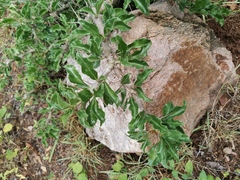 Pachypodium saundersii