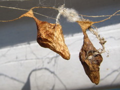 Cyrtarachne inaequalis