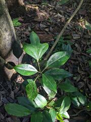 Dendropanax dentiger