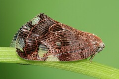 Ricania speculum