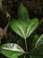 Dendropanax dentiger