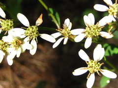 Aster scaber