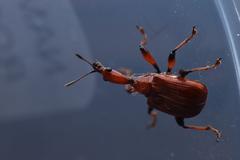 Paratrachelophorus