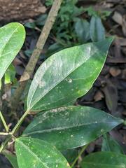 Dendropanax dentiger