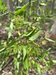 Dodonaea triquetra