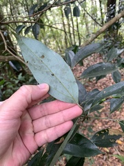 Cryptocarya chinensis