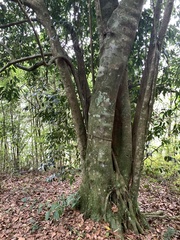 Cryptocarya chinensis