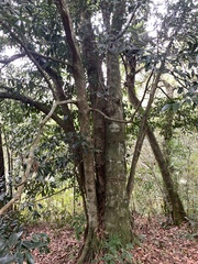 Cryptocarya chinensis