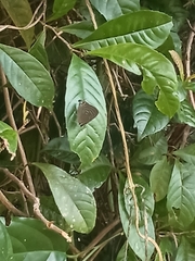 Deudorix epijarbas