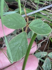 Desmodium rhytidophyllum