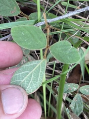 Desmodium rhytidophyllum